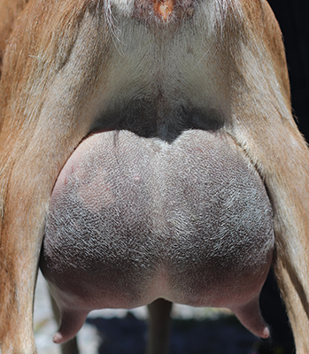 Lesperance Walk the Plank 